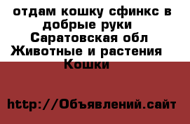 отдам кошку сфинкс в добрые руки - Саратовская обл. Животные и растения » Кошки   
